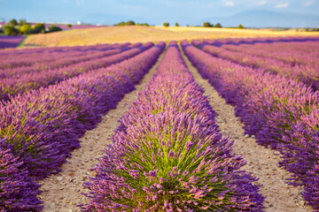 Beautiful blooming purple lavender fields near Valensole in Provence, France. Typical traditonal provencal landscape on sunset with blossoming flowers. Warm light