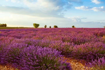Gardinen Beautiful blooming purple lavender fields near Valensole in Provence, France. Typical traditonal provencal landscape on sunset with blossoming flowers. Warm light © Irina Schmidt