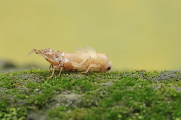 A field cricket is undergoing the process of molting to become an adult. This insect has the scientific name Gryllus campestris.