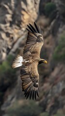Obraz premium Majestic Eagle Soaring Through Rocky Wilderness Stunning Feathers Graceful Flight Captivating Nature