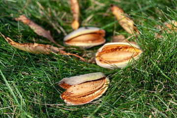 Almond fruits on the grass in the garden.