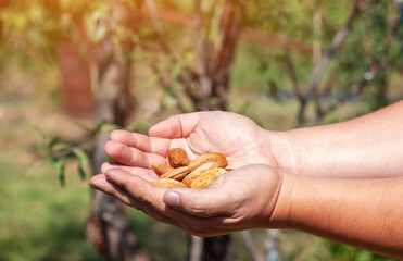 Almond fruits on a tree in the garden.A farmer harvests almonds.