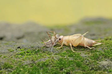 A field cricket is undergoing the process of molting to become an adult. This insect has the scientific name Gryllus campestris.