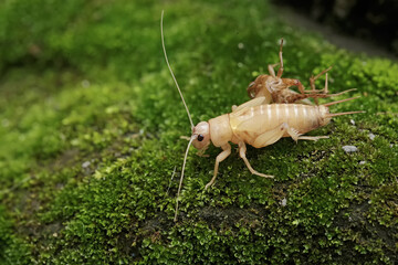A field cricket is undergoing the process of molting to become an adult. This insect has the scientific name Gryllus campestris. © I Wayan Sumatika