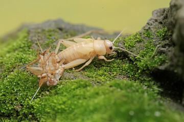 A field cricket is undergoing the process of molting to become an adult. This insect has the scientific name Gryllus campestris.