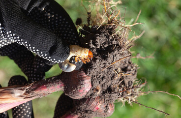 The gardener found flower bulbs damaged by the cockchafer.