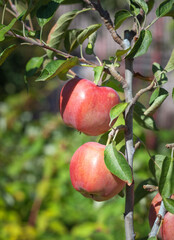 Red apple fruit on a branch in an apple orchard. growing fruit in the garden.