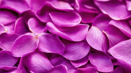 Fototapeta premium Close-up of a vibrant, purple flower with petals arranged in a beautiful pattern