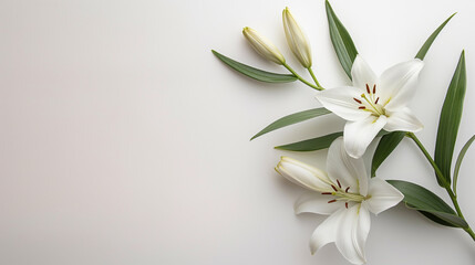Fototapeta premium Elegant white lily flower with green stem and delicate petals in a beautiful natural botanical setting