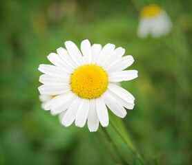Obraz premium Chamomile close up, a flower of chamomile close up growing in the wild