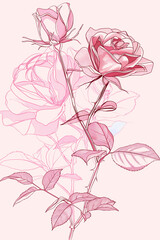 Botanical illustration of a pink rose flower with detailed line drawing and blooming petals