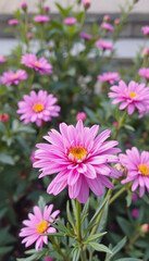 Obraz premium Bright plant flower blossom blooming chrysanthemum floral background nature beauty pink, dramatic, with white tones