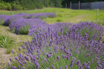 Fototapeta premium Lavender blooms in bright sunlight at a countryside farm during summer season. Generative AI