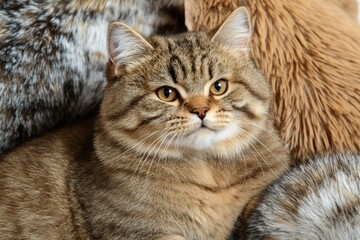 Cute and Fluffy Domestic Cat with Striped Fur Relaxing Among Soft Fur Backgrounds