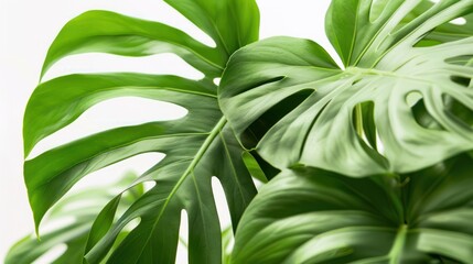 Obraz premium Close-up photo of a jungle monstera plant isolated on a white background.