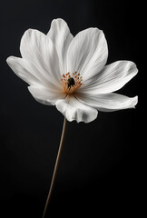 Fototapeta premium White cosmos flower with delicate petals in bloom showcasing nature's beauty