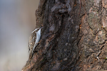Eurasian treecreeper (Certhia familiaris) examines a tree trunk for hidden insects in a serene forest setting
