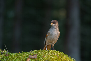 Siberian jay perched on mossy ground in the forest during the early morning light