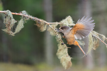 Siberian jay is actively foraging on a moss-covered branch in a dense forest. The bird's feathers reflect the soft early morning light, highlighting its vibrant colors