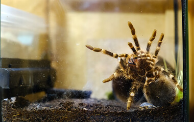Big spider in a terrarium close-up. Acanthoscurria geniculata. Phobia concept. Toxic poison....