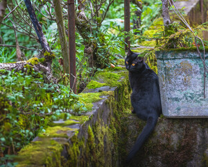 jeune chat noir dans le jardin