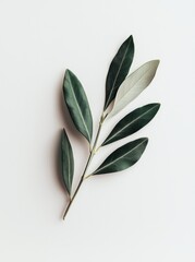 Obraz premium Elegant Green Leaves on White Background