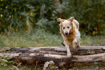 Naklejka premium Golden Retriever Dog Enjoys Autumn Walk In Forest