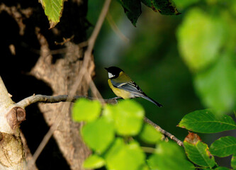 Blue Titmouse Near Feeder In Forest Experiences Autumn