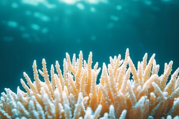 Underwater coral reef with vibrant textures and soft lighting.