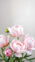Fototapeta premium Tender light pink banner of fresh peony petals, enhance, with white tones