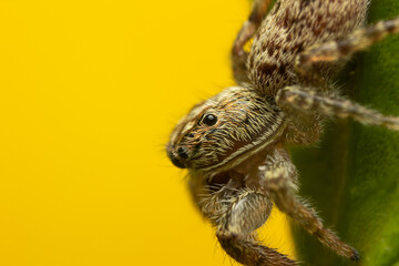 Macro photography of small details of a jumping spider