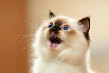 Obraz premium Playful fluffy cat with bright blue eyes and joyful expression