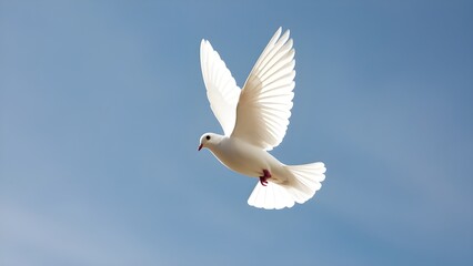 Obraz premium An single white dove soaring against a clear background cutout By