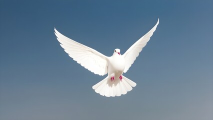 Fototapeta premium An single white dove soaring against a clear background cutout By