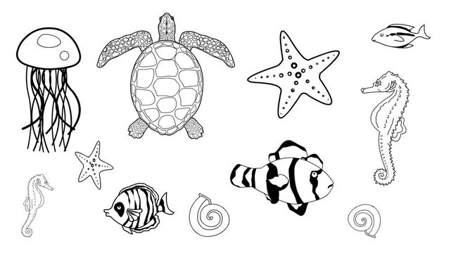 Animated video of sea animals, turtle, fish, starfish, shell, seahorse and meduza, black and white art, animal.