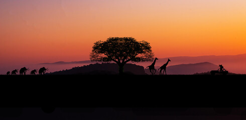 sunset in africa, safari with wild animals. giraffes against the background of sunset in the savannah.Amazing. Panorama silhouette tree in africa.