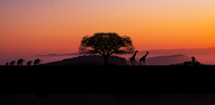 sunset in africa, safari with wild animals. giraffes against the background of sunset in the savannah.Amazing. Panorama silhouette tree in africa.