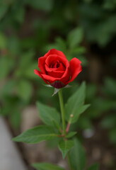 Red beauty, photo, with white tones