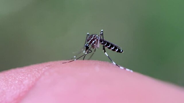 Close up of mosquito sucking human blood, Asian tiger mosquito (Aedes albopictus)