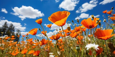 Obraz premium field of poppies