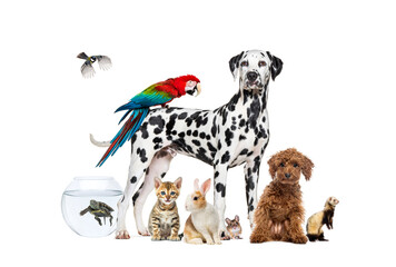 Group of pets posing around a dog standing with a macaw on its back is surrounded by other common...