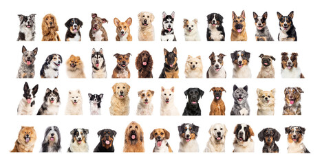 Large group of forty different dog breeds posing on white background