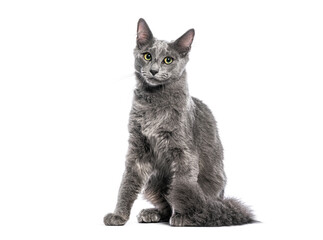 Grey Nebelung cat with yellow eyes sitting on a white background