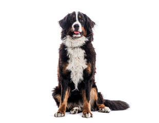 Happy Bernese mountain dog sitting on a white background and looking at the camera panting with its tongue out