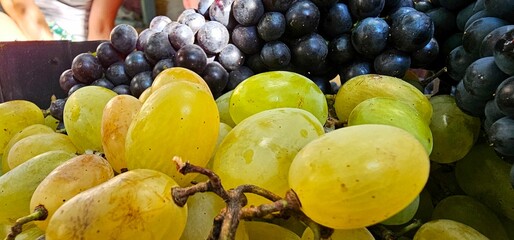 Freshly harvested grapes displayed at a local market alongside vibrant green and black varieties for sale