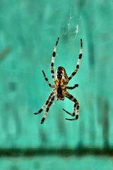 Detailed view of a spider weaving its web against a turquoise background in a natural setting
