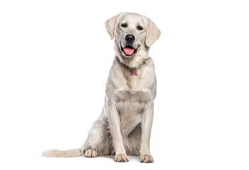 Golden retriever sitting and looking forward with tongue out and wearing a collar dog on white background