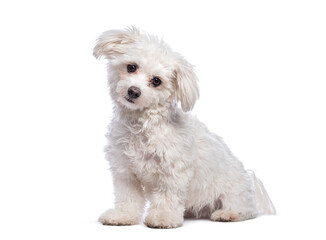 Cute white mixed breed dog sitting and posing on white background