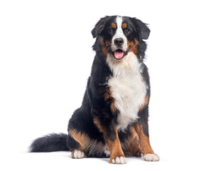 Happy Bernese mountain dog sitting on a white background and looking at the camera panting with its tongue out
