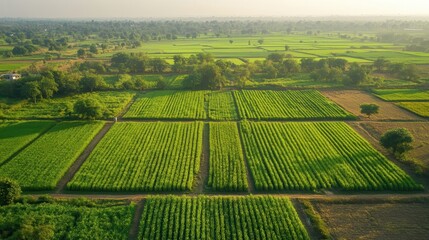 Organic sugarcane fields in India showcasing sustainable farming practices